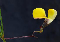 Aspalathus bracteata