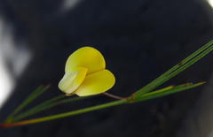 Aspalathus bracteata