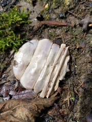 Astacoidea