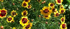 Coreopsis tinctoria