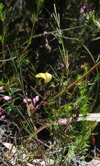 Aspalathus bracteata