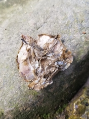 Astacoidea