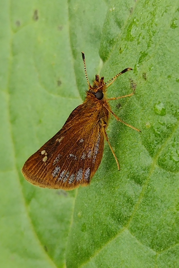Piruna dampfi