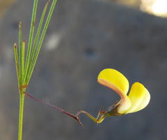 Aspalathus bracteata