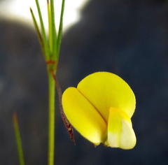 Aspalathus bracteata