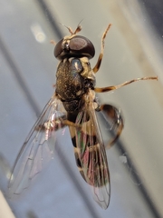 Syritta pipiens
