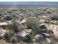 Eriocephalus punctulatus