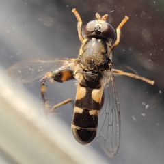 Syritta pipiens