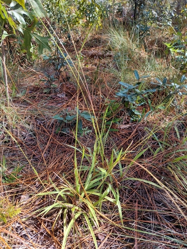 Paspalum setaceum image