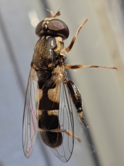 Syritta pipiens