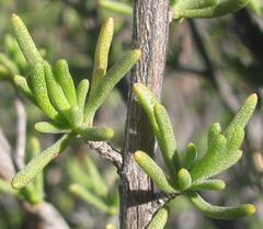 Eriocephalus punctulatus