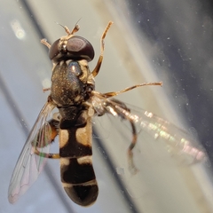 Syritta pipiens