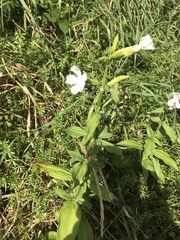 Saponaria officinalis