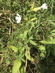 Saponaria officinalis
