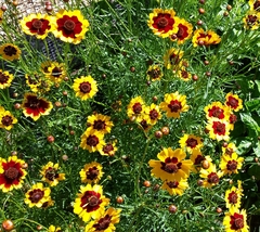 Coreopsis tinctoria