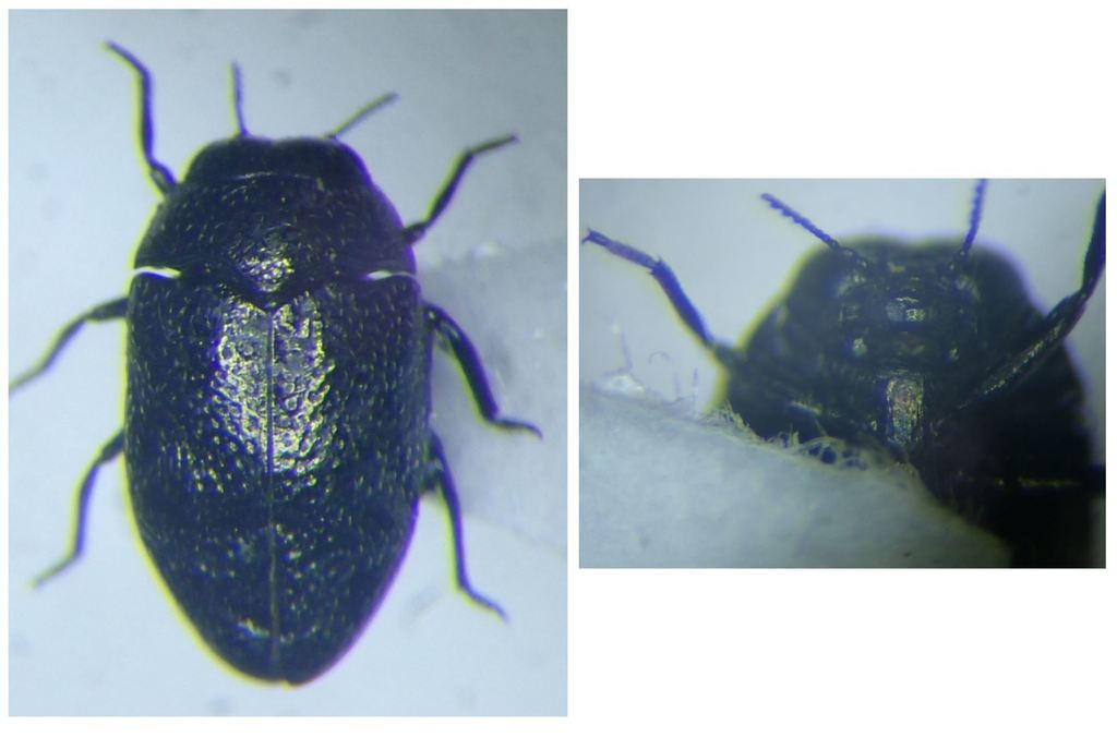 Trachys quercicolus
