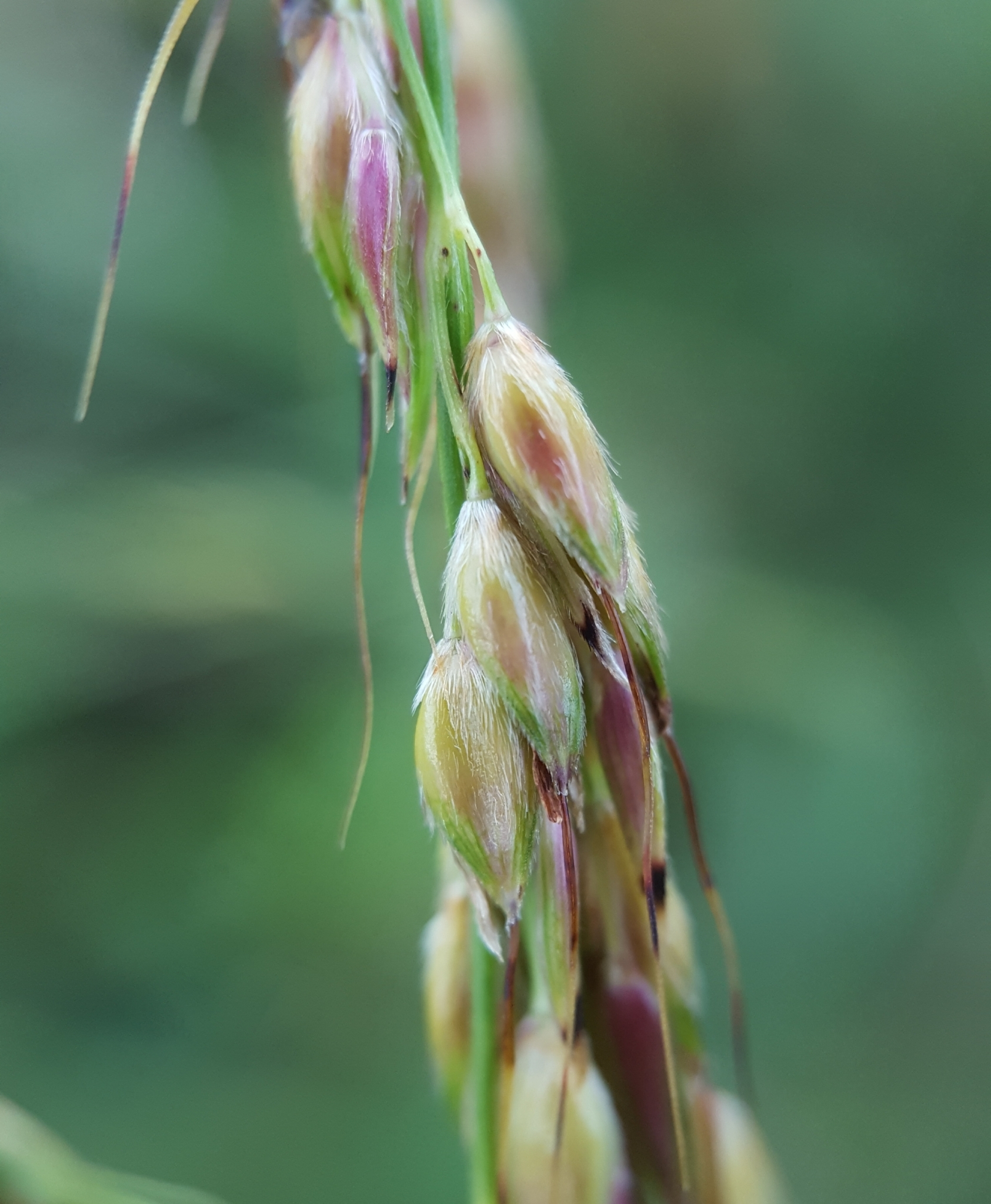 (c) François Rousseu, certains droits réservés (CC BY-NC) https://www.inaturalist.org/observations/94850709
