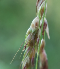 Sorghum arundinaceum