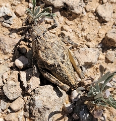 Phrynotettix robustus