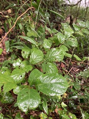 Styrax grandifolius
