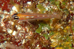 Coryphopterus hyalinus