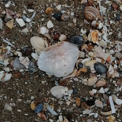 Liocarcinus holsatus