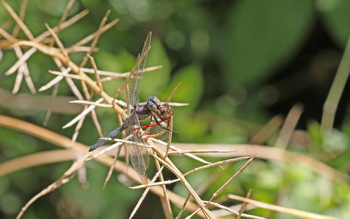 Keeled Skimmer