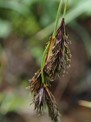 Carex atrata