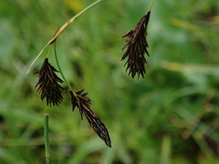 Carex atrata