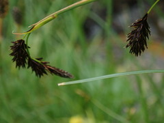 Carex atrata