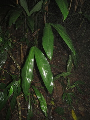 Cyclanthus bipartitus