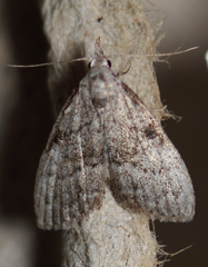 Nola involuta