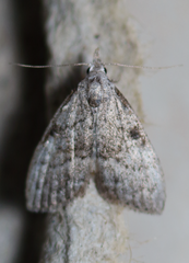 Nola involuta