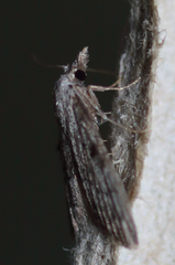 Nola involuta