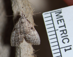 Nola involuta