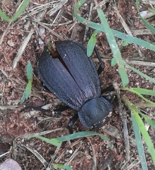 Stenomorpha