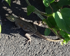 Agama agama