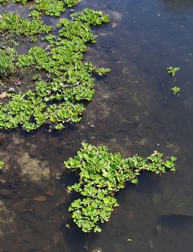 Pistia image