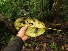 Ficus cuatrecasasiana