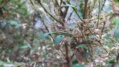 Cydalima perspectalis