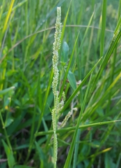 Setaria geminata