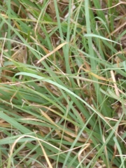 Bouteloua dactyloides