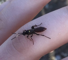Ichneumon annulatorius