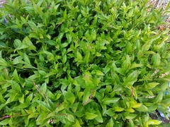 Persicaria tinctoria