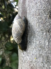 Plectostylus peruvianus