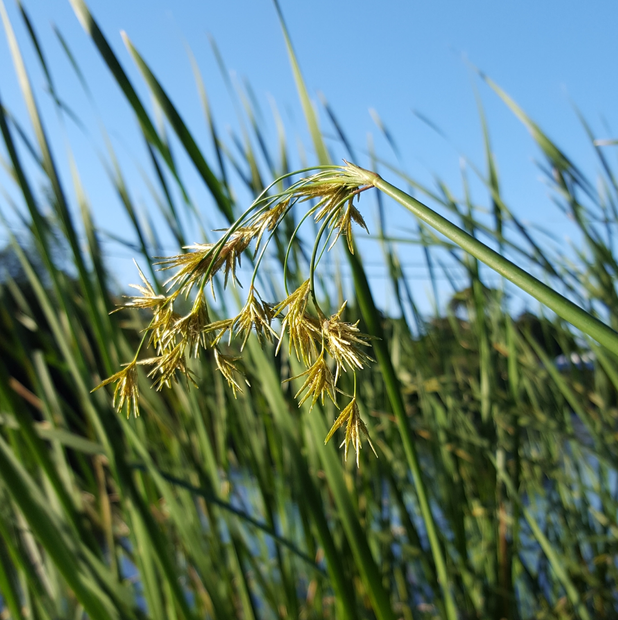 (c) François Rousseu, certains droits réservés (CC BY-NC) https://www.inaturalist.org/observations/94851531
