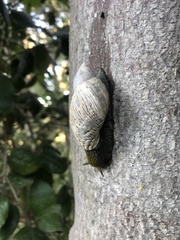 Plectostylus peruvianus