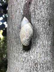 Plectostylus peruvianus