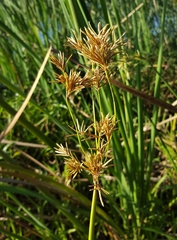 Cyperus articulatus