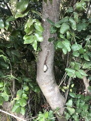 Plectostylus peruvianus